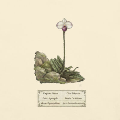 Paphiopedilum delenatii – Heritage Vintage Botanical Orchid T-Shirt | Scientific Illustration | Premium Cotton | Orchid Lover Gift