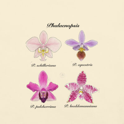 Phalaenopsis I– Heritage Vintage Botanical Orchid T-Shirt | Scientific Illustration | Premium Cotton | Orchid Lover Gift