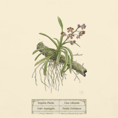 Vanda bensonii - Heritage Vintage Botanical Orchid T-Shirt | Scientific Illustration | Premium Cotton | Orchid Lover Gift
