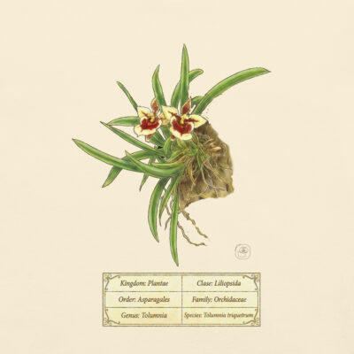 Tolumnia triquetrum- Heritage T-Shirt | Vintage Botanical Orchid | Scientific Illustration | Premium Cotton | Orchid Gift