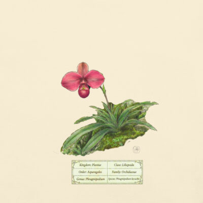 Phragmipedium kovachii - Heritage Vintage Botanical Orchid T-Shirt | Scientific Illustration | Premium Cotton | Orchid Lover Gift