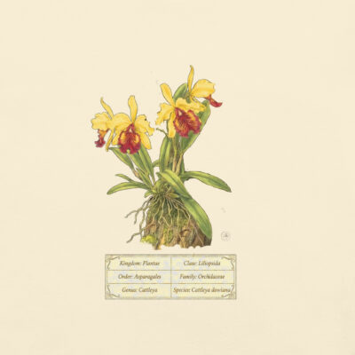 Orchid T-Shirt Cattleya dowiana – Botanical Scientific Illustration | Premium Cotton |