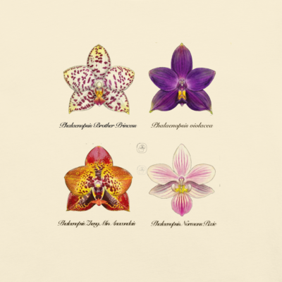 Phalaenopsis II T-Shirt | Vintage Botanical Orchid | Scientific Illustration | Premium Cotton | Orchid Gift