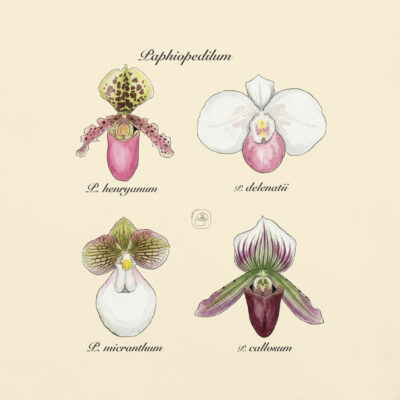Phragmipedium I- Heritage Vintage Botanical Orchid T-Shirt | Scientific Illustration | Premium Cotton | Orchid Lover Gift