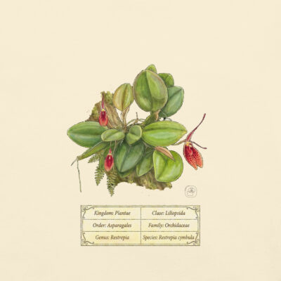 Restrepia cymbula - Heritage Vintage Botanical Orchid T-Shirt | Scientific Illustration | Premium Cotton | Orchid Lover Gift