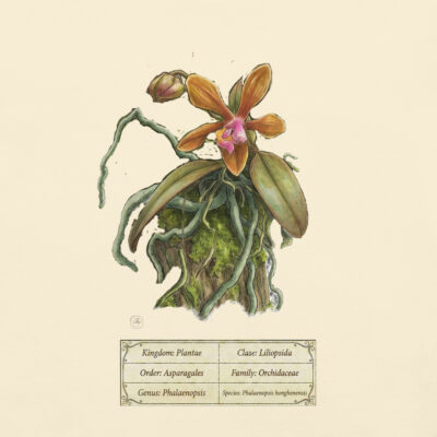 Phalaenopsis honghenensis – Heritage Vintage Botanical Orchid T-Shirt | Scientific Illustration | Premium Cotton | Orchid Lover Gift