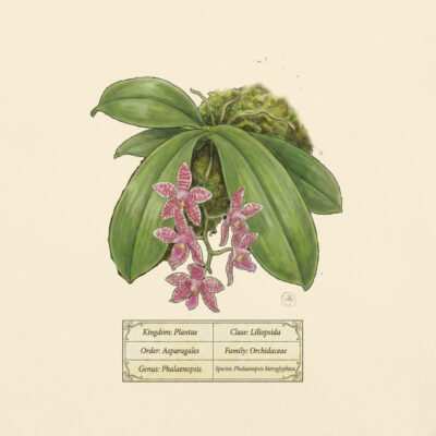 Phalaenopsis hieroglyphica – Heritage Vintage Botanical Orchid T-Shirt | Scientific Illustration | Premium Cotton | Orchid Lover Gift