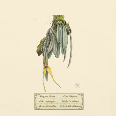 Masdevalllia caesia – Heritage Vintage Botanical Orchid T-Shirt | Scientific Illustration | Premium Cotton | Orchid Lover Gift