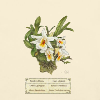 Dendrobium sinense– Heritage Vintage Botanical Orchid T-Shirt | Scientific Illustration | Premium Cotton | Orchid Lover Gift