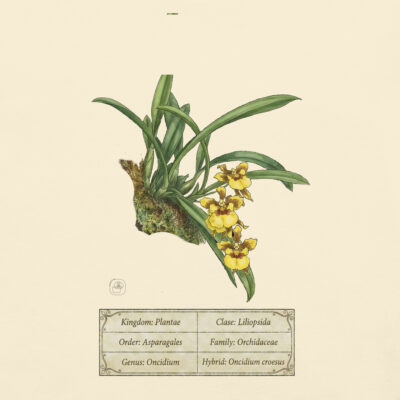 Oncidium croesus – Heritage Vintage Botanical Orchid T-Shirt | Scientific Illustration | Premium Cotton | Orchid Lover Gift