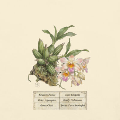 Chysis limminghei – Heritage Vintage Botanical Orchid T-Shirt | Scientific Illustration | Premium Cotton | Orchid Lover Gift