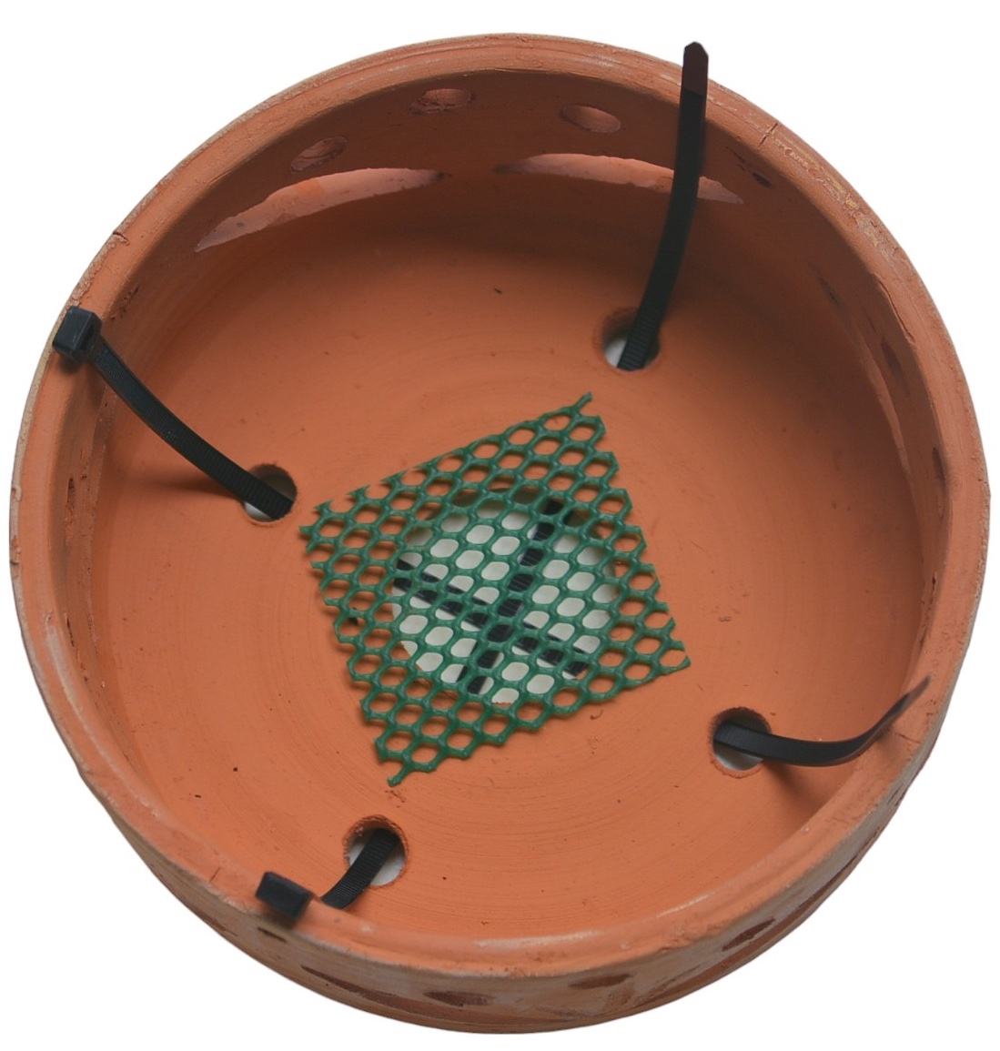 Terracotta Pots Cattleya and Epiphytic Orchids - Image 25