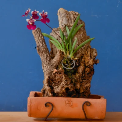 Orchid Holder – Handmade Glazed Ceramic with Galvanized Iron Stand