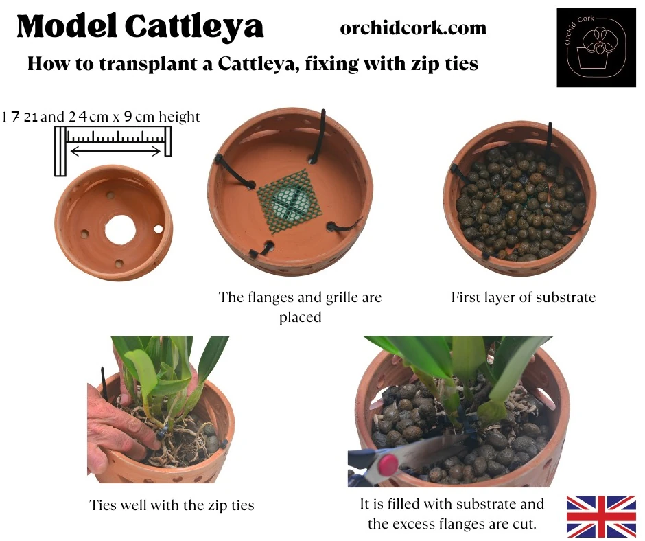 Terracotta Pots Cattleya and Epiphytic Orchids - Image 16