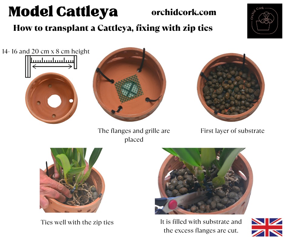 Terracotta Pots Cattleya and Epiphytic Orchids - Image 19