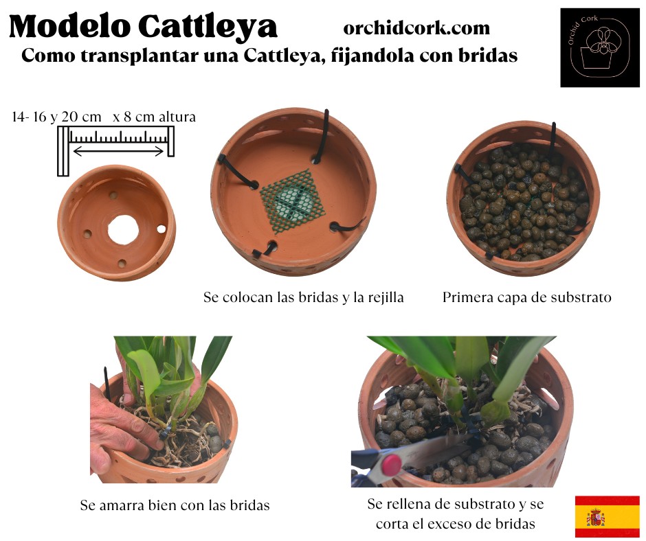 Terracotta Pots Cattleya and Epiphytic Orchids - Image 20