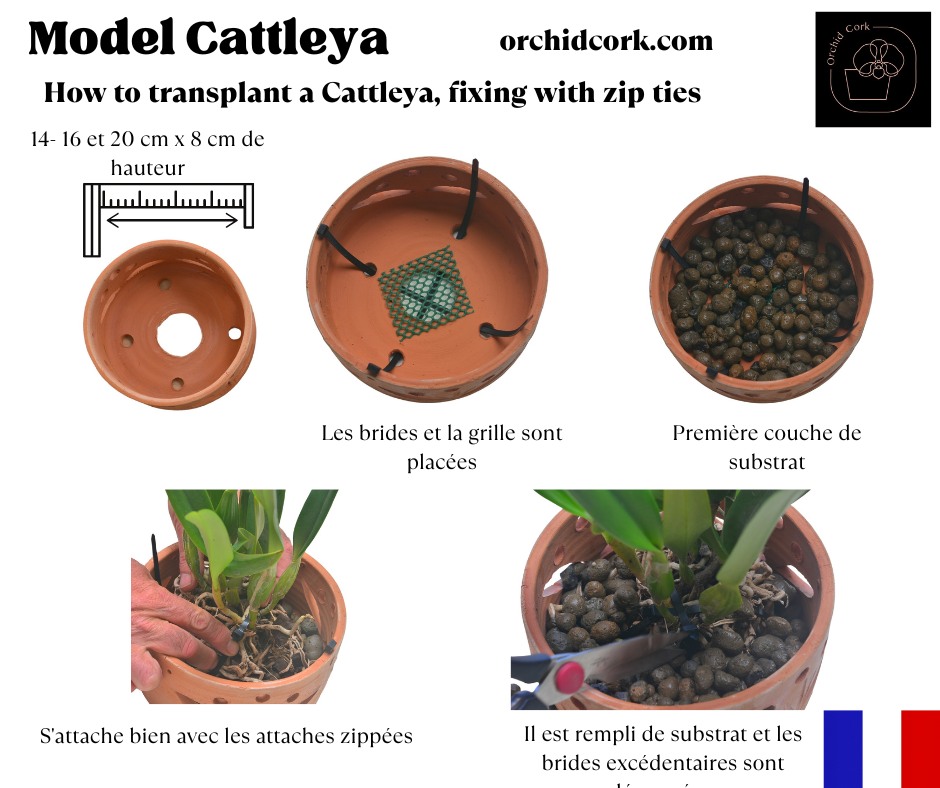 Terracotta Pots Cattleya and Epiphytic Orchids - Image 18