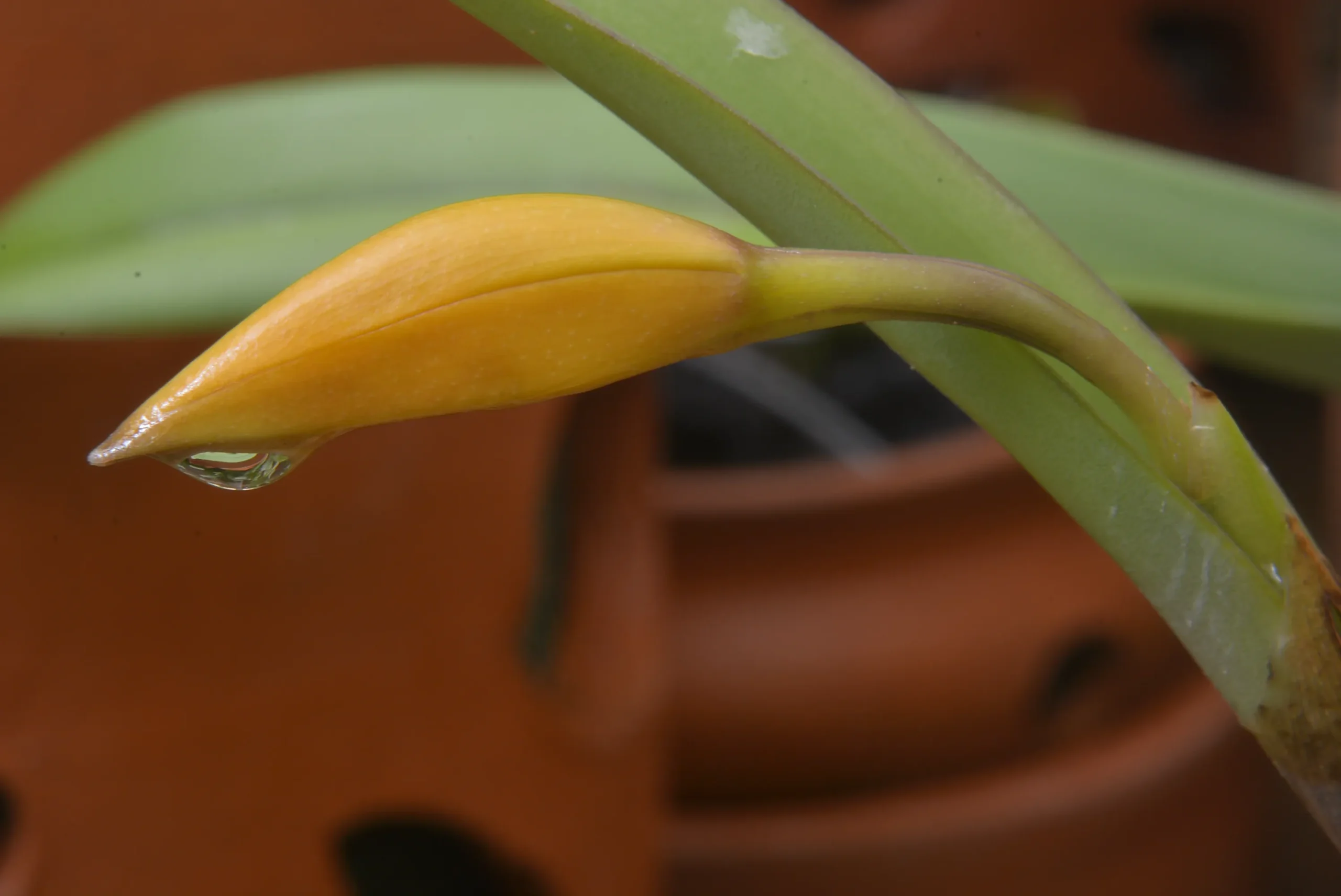 Terracotta Pots Cattleya and Epiphytic Orchids - Image 4