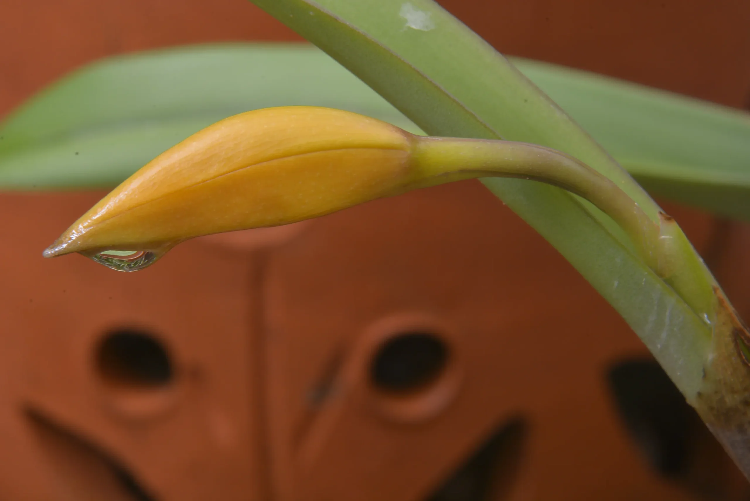 Terracotta Pots Cattleya and Epiphytic Orchids - Image 5