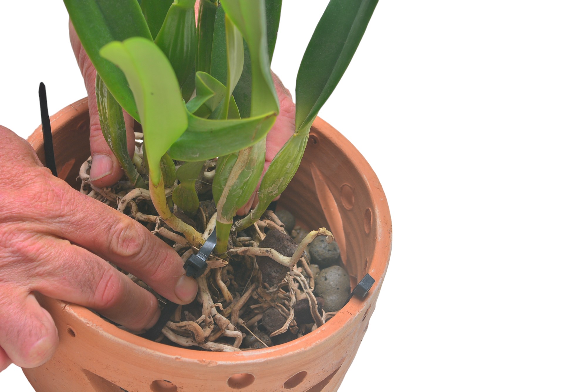 Terracotta Pots Cattleya and Epiphytic Orchids - Image 33