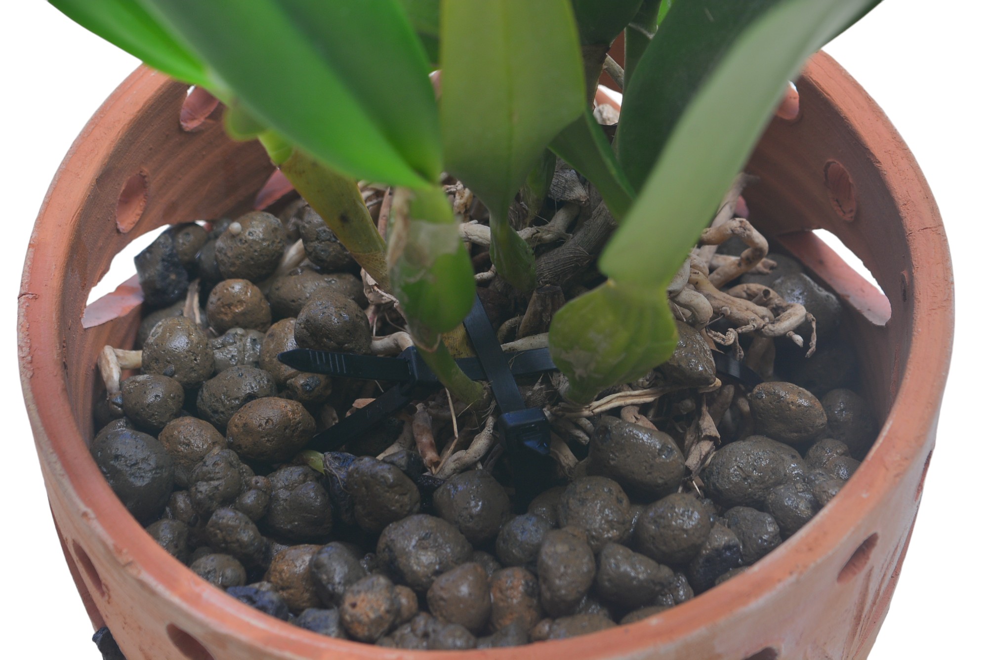 Terracotta Pots Cattleya and Epiphytic Orchids - Image 34
