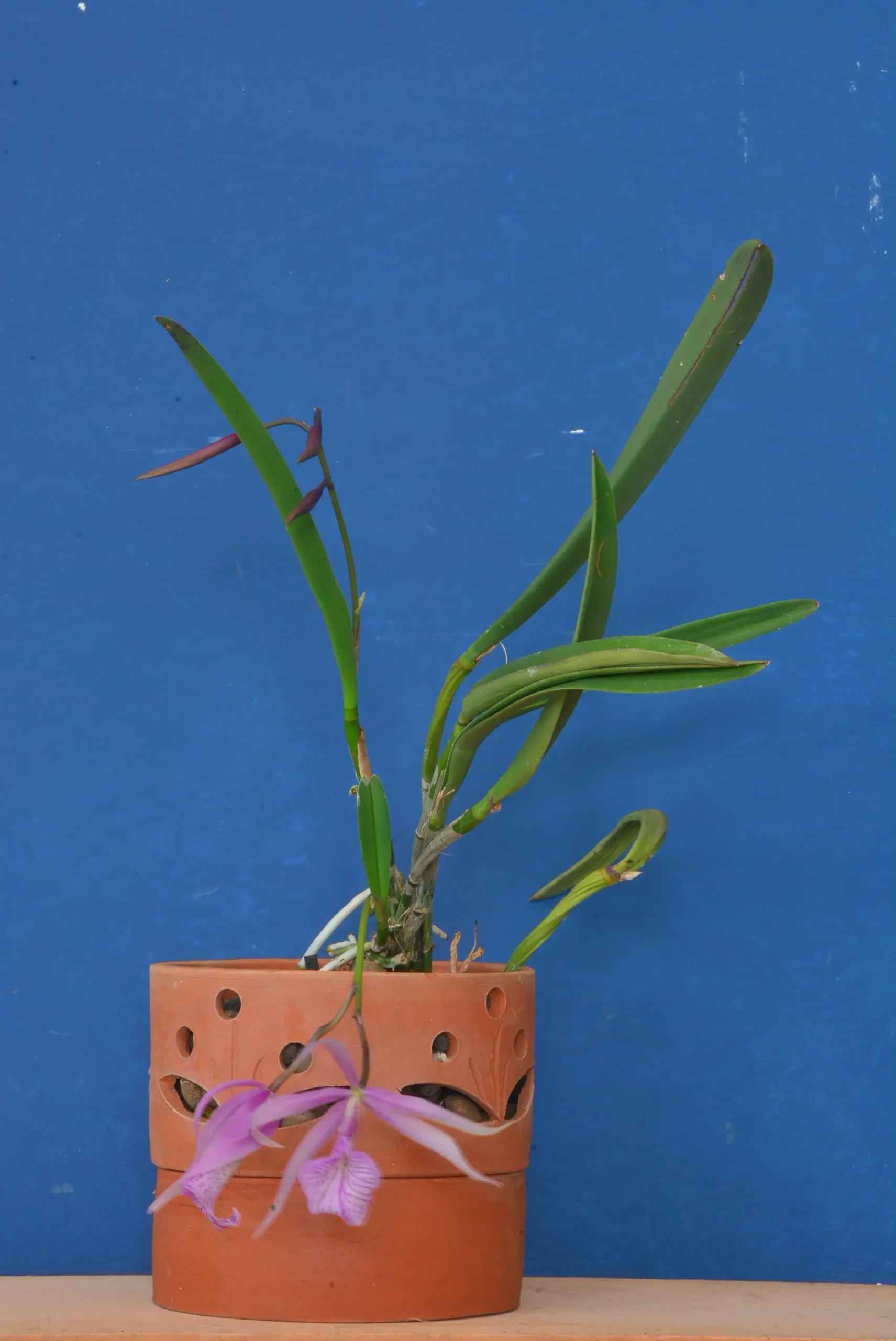 Terracotta Pots Cattleya and Epiphytic Orchids - Image 6
