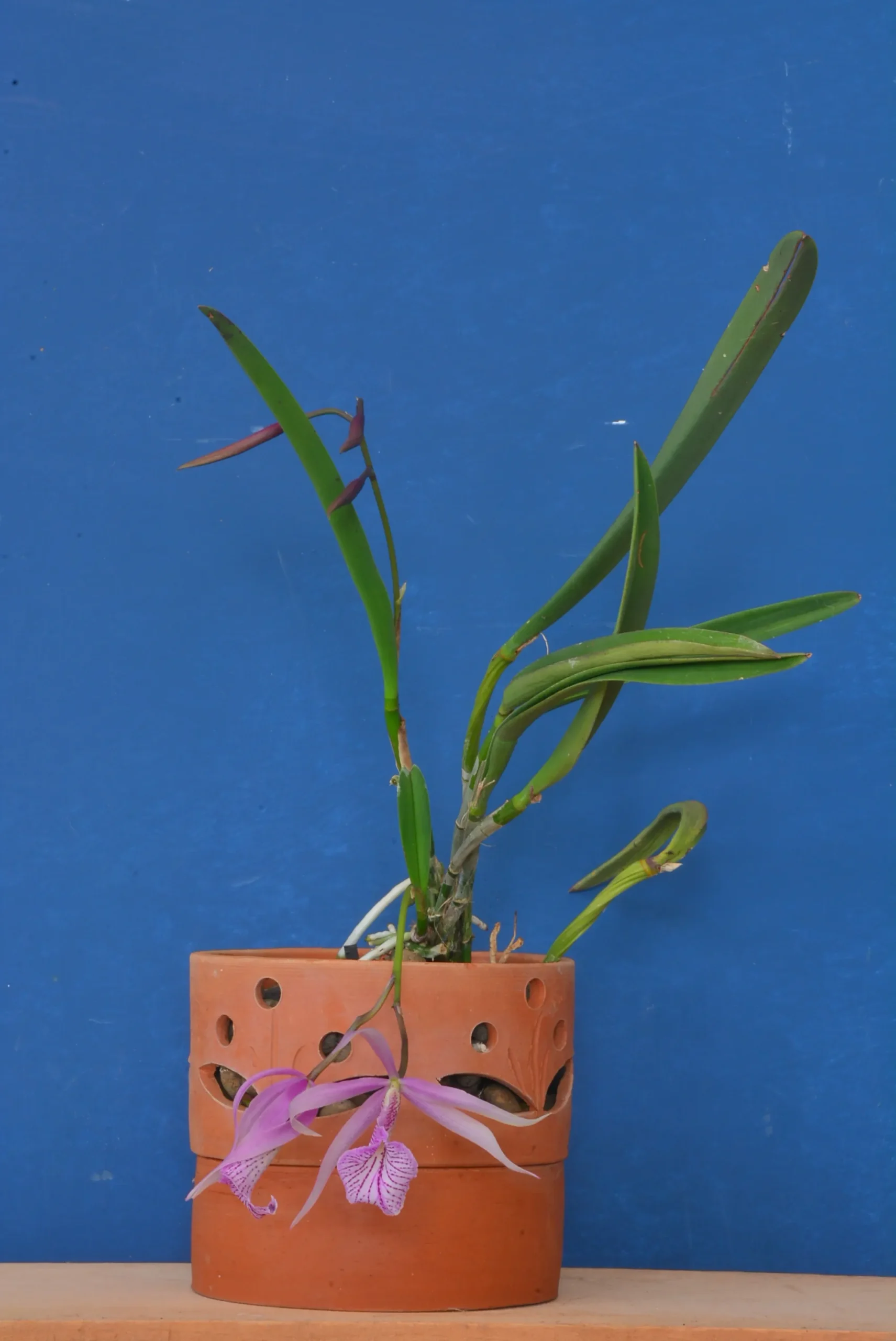 Terracotta Pots Cattleya and Epiphytic Orchids - Image 7