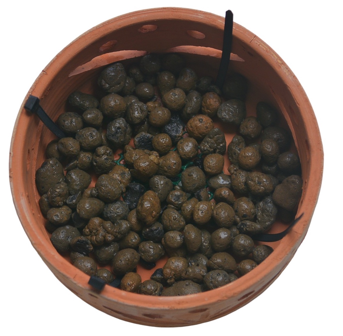 Terracotta Pots Cattleya and Epiphytic Orchids - Image 24