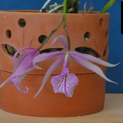 Terracotta Pots  Cattleya and Epiphytic Orchids