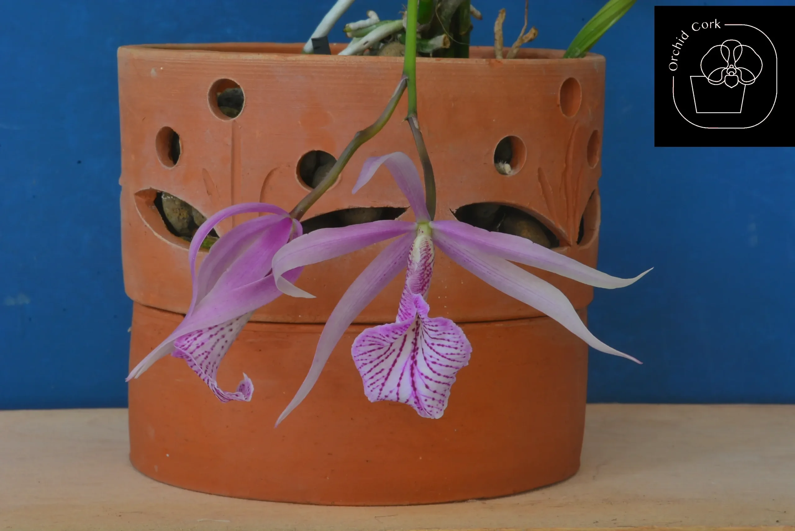 Terracotta Pots Cattleya and Epiphytic Orchids