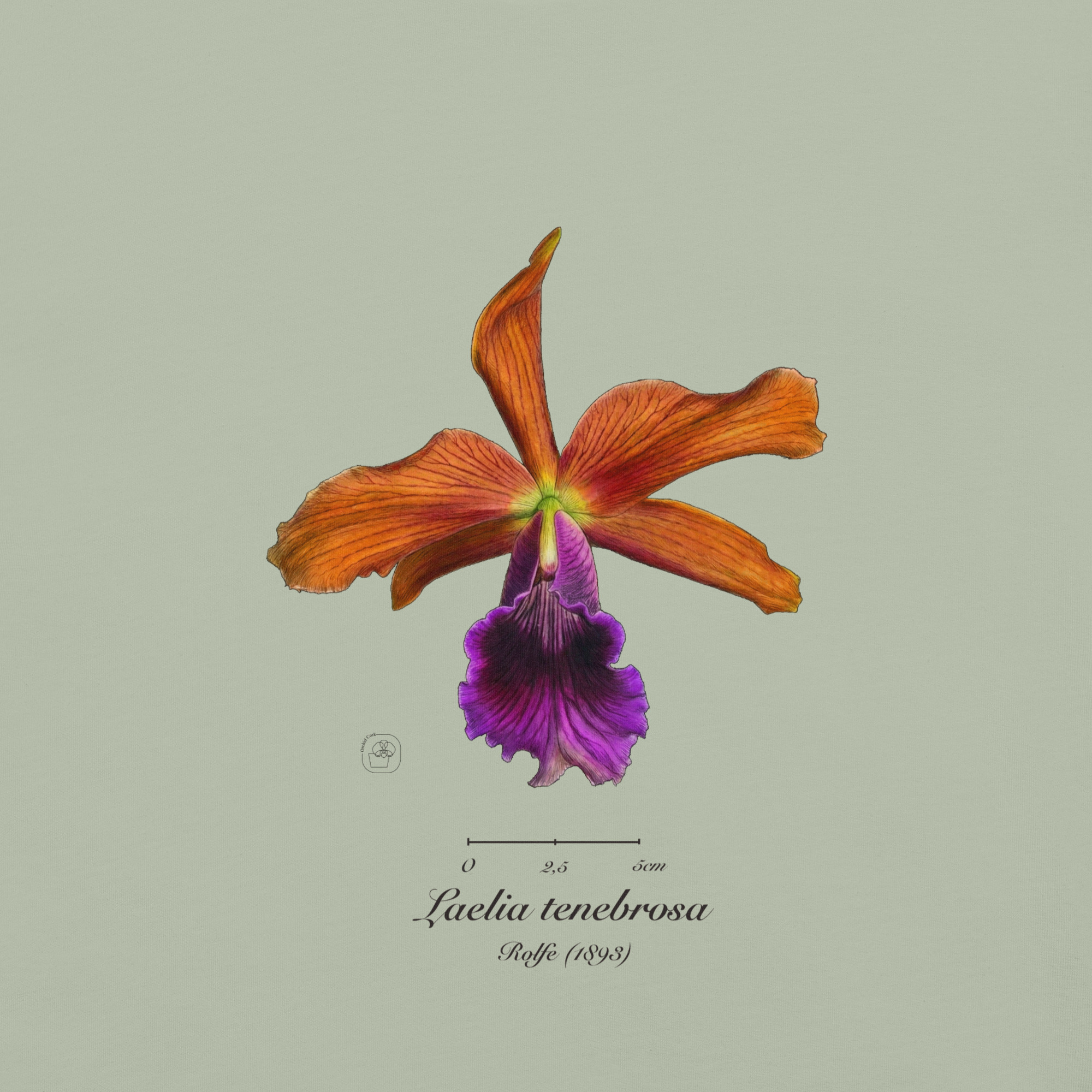 Laelia tenebrosa close โ Heritage T-Shirt | Vintage Botanical Orchid | Scientific Illustration | Premium Cotton | Orchid Gift - Image 3