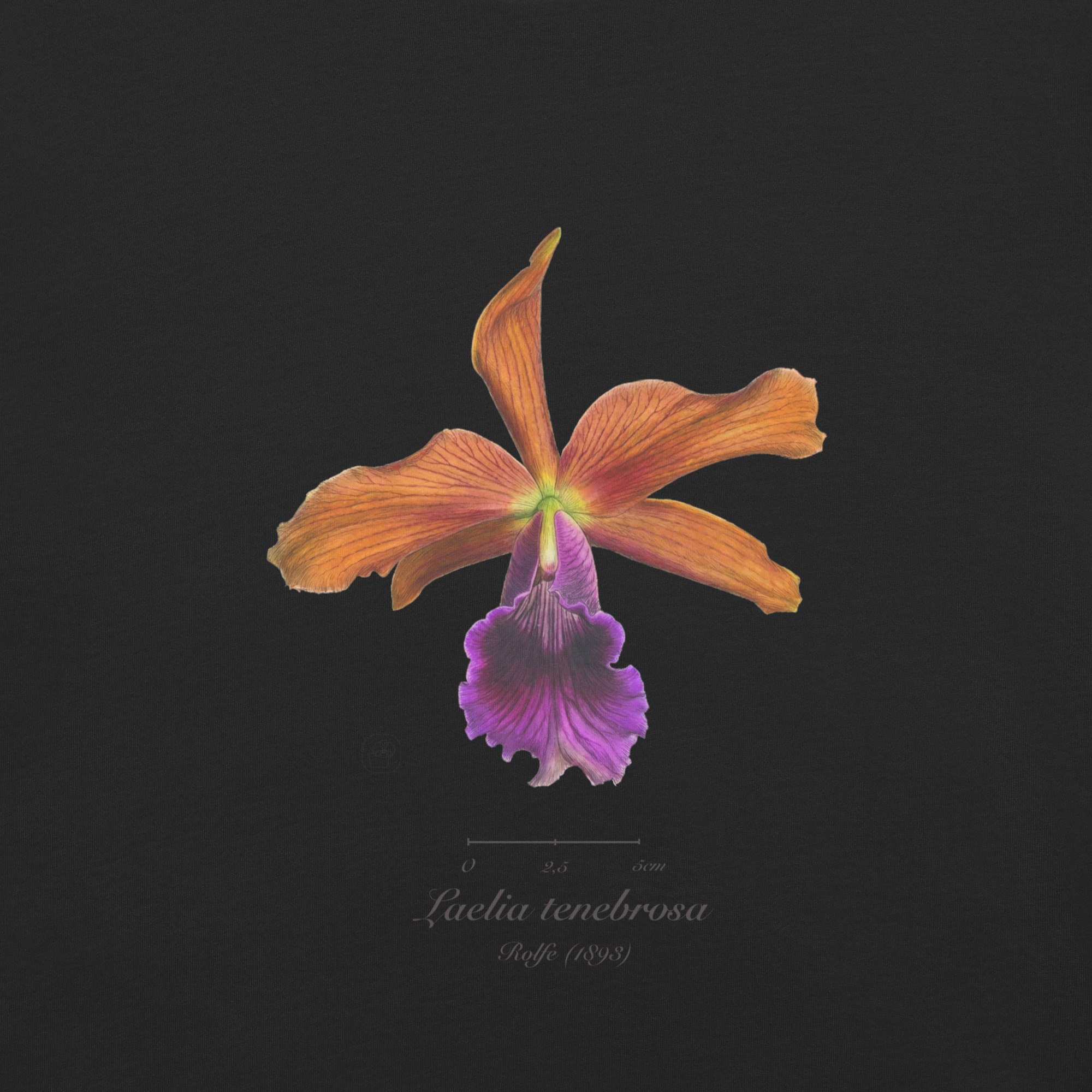 Laelia tenebrosa close โ Heritage T-Shirt | Vintage Botanical Orchid | Scientific Illustration | Premium Cotton | Orchid Gift - Image 6