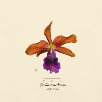 Laelia tenebrosa close – Heritage T-Shirt | Vintage Botanical Orchid | Scientific Illustration | Premium Cotton | Orchid Gift